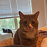 Joseph is registered to the contest to win money with this photo: cat, tabby_cat, black_cat, indoor, bed, blanket, window, blinds, furniture, pet, animal, domestic, cozy, resting, looking, fur, whiskers, ears, natural_light, home