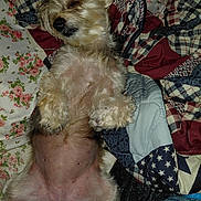 Kenya is registered to the contest to win money with this photo: animal, bed, blanket, comfort, cozy, cute, dog, fluffy, fur, indoor, lying_down, nap, patterned_blanket, paw, pet, relaxed, resting, sleeping, small_dog, soft