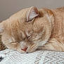 cat, ginger_cat, sleeping, nap, close_up, indoor, cozy, fur, whiskers, face, pet, domestic_animal, relaxed, resting, blanket, texture, soft_light, cute, peaceful, animal