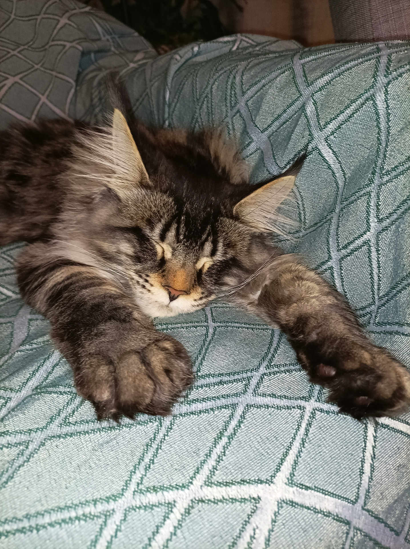 Toki participe au concours pour gagner de l'argent avec cette photo : cat, tabby, sleeping, paws, fur, indoor, cushion, patterned, resting, cozy, closeup, cute, relaxed, animal, pet, feline, whiskers, ears, soft, nap