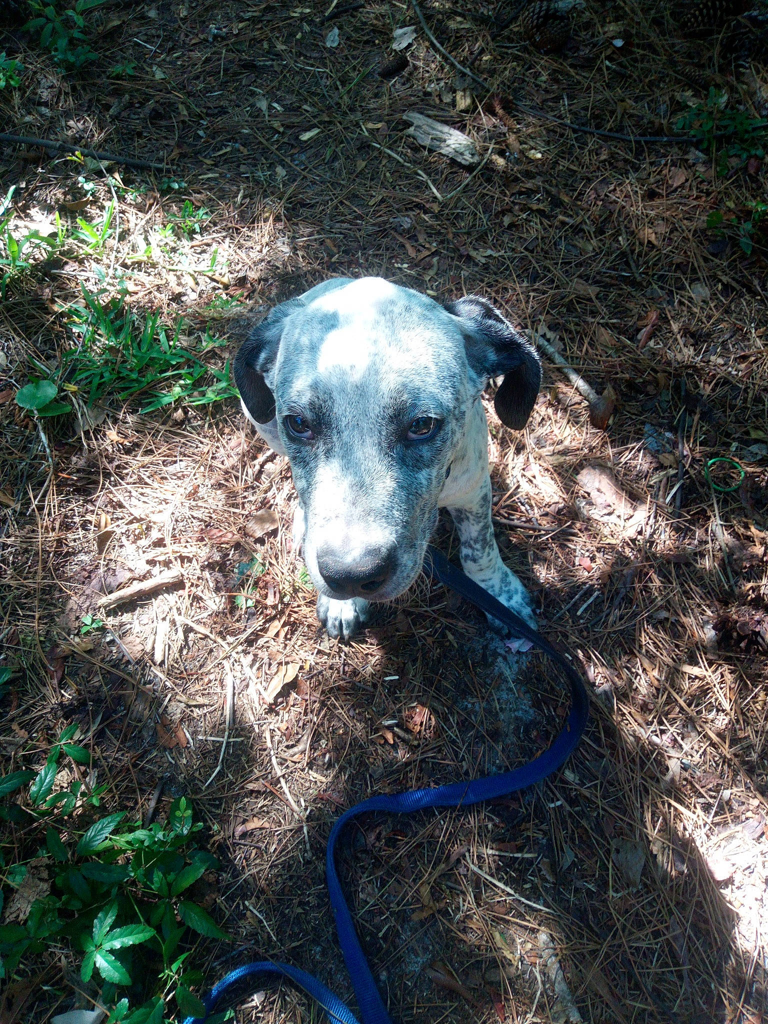 Tony joined the competition — help win amazing prizes! carnivore, companion_dog, dog, dog_breed, electric_blue, grass, groundcover, hunting_dog, plant, shadow, soil, terrestrial_animal, tree, whiskers, wilderness, working_animal