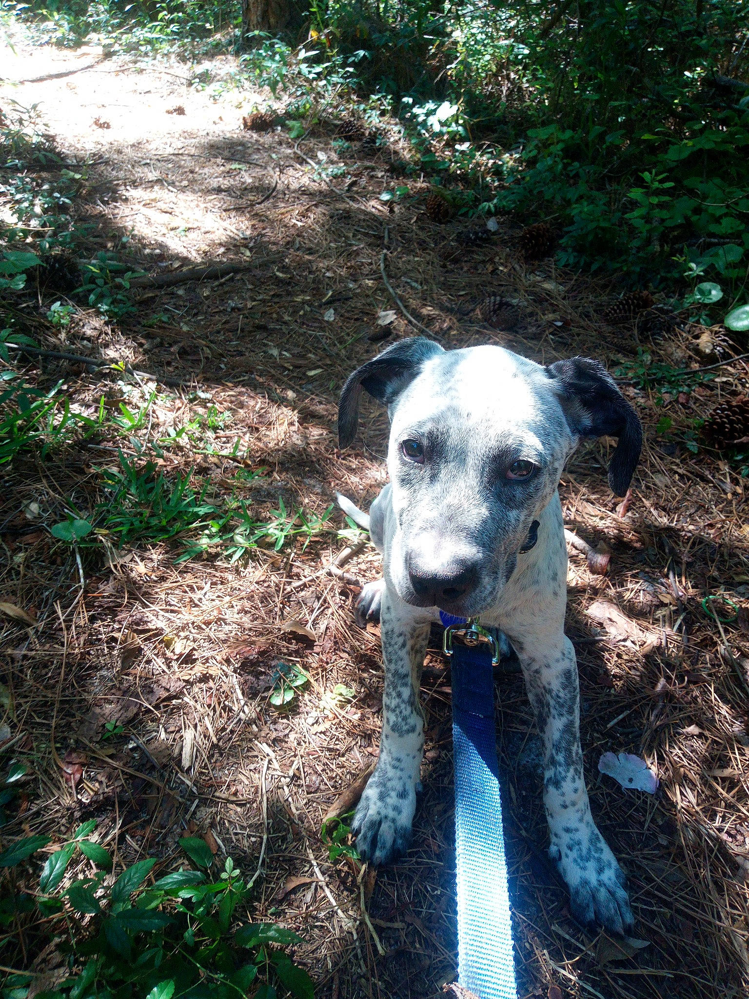 Tony joined the competition — help win amazing prizes! canidae, carnivore, companion_dog, dog, dog_breed, fawn, forest, grass, groundcover, plant, snout, soil, sporting_group, tail, terrestrial_animal, terrier, tree, wilderness, working_animal, working_terrier