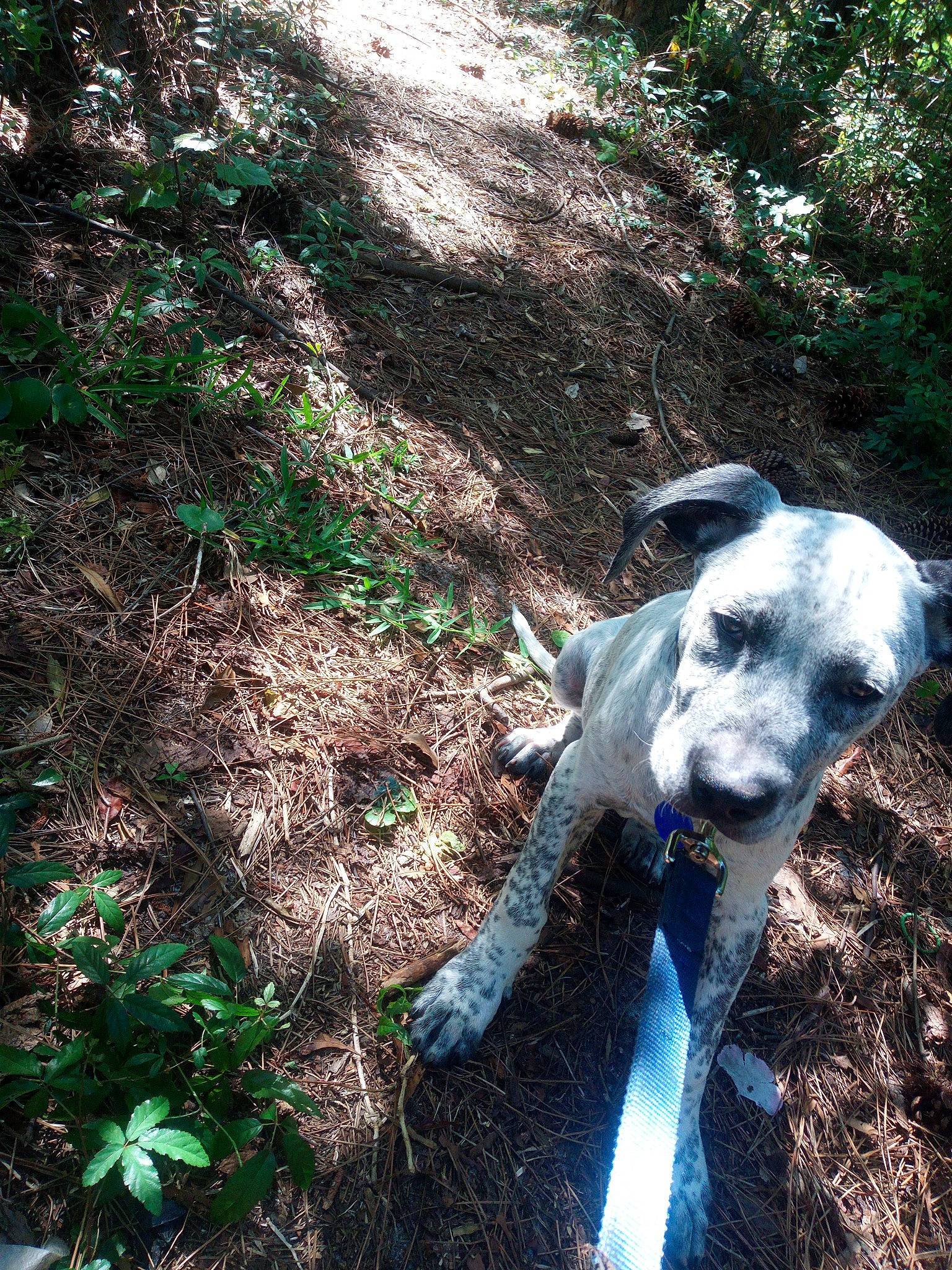 Tony joined the competition — help win amazing prizes! canidae, carnivore, companion_dog, dog, dog_breed, fawn, forest, grass, groundcover, livestock, people_in_nature, plant, snout, soil, sporting_group, tail, tree, trunk, woodland, working_animal