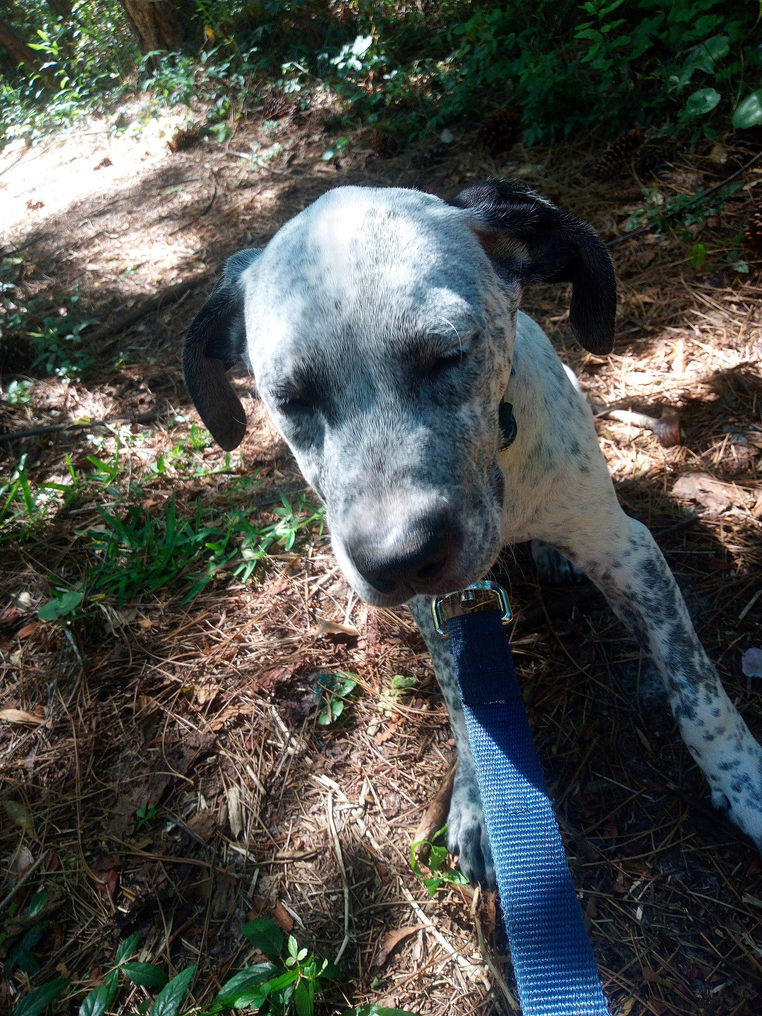 Tony joined the competition — help win amazing prizes! canidae, carnivore, companion_dog, dog, dog_breed, eye, fawn, grass, hunting_dog, non_sporting_group, plant, snout, soil, sporting_group, terrestrial_animal, tree, whiskers, wildlife, working_animal, working_dog