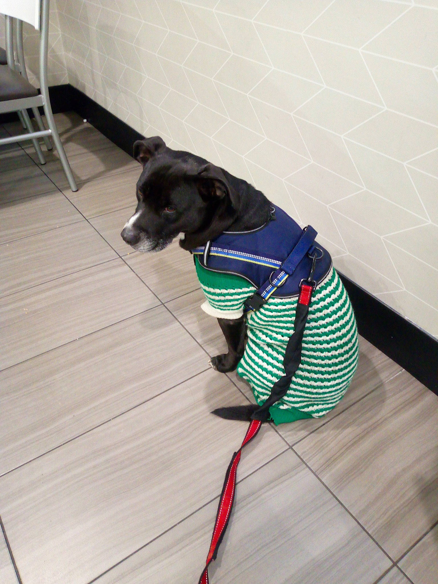 Ryaly is registered to the contest to win money with this photo: carnivore, chair, collar, companion_dog, dog, dog_breed, dog_clothes, dog_collar, dog_supply, electric_blue, fashion_accessory, floor, flooring, hardwood, leash, pattern, pet_supply, tail, wood, working_animal