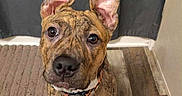 Wrigley is registered to the contest to win money with this photo: animal, attentive, black, brindle, brown, canine, collar, companion, curtain, cute, dog, domestic, ears, floor, indoor, pet, portrait, rug, white_chest, wooden_floor