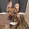 animal, attentive, black, brindle, brown, canine, collar, companion, curtain, cute, dog, domestic, ears, floor, indoor, pet, portrait, rug, white_chest, wooden_floor