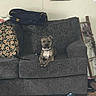 Wrigley is registered to the contest to win money with this photo: animal, bag, blanket, brown, carpet, couch, cozy, decor, dog, domestic, furniture, gray, indoor, living_room, pet, pillow, relaxed, slippers, small_dog, toy