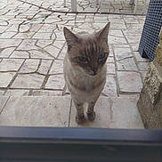 Moustiques participe au concours pour gagner de l'argent avec cette photo : cat, animal, pet, outdoor, patio, tile_floor, curious, looking, door, glass, feline, blue_eyes, standing, potted_plants, garden, chair, table, sunlight, stone_wall, daytime