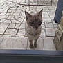 cat, animal, pet, outdoor, patio, tile_floor, curious, looking, door, glass, feline, blue_eyes, standing, potted_plants, garden, chair, table, sunlight, stone_wall, daytime