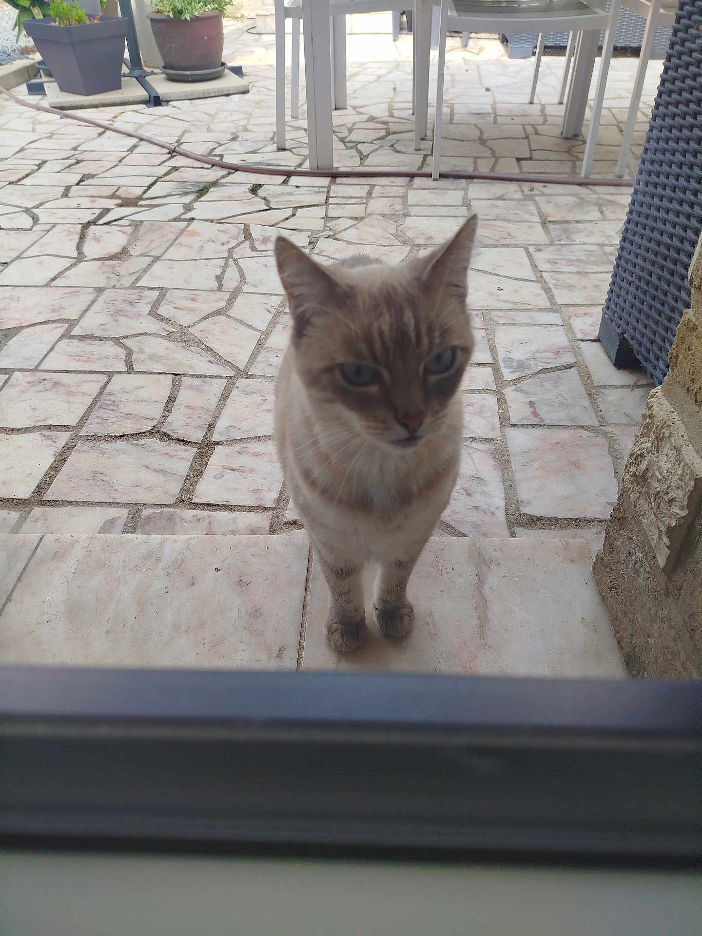 Moustiques participe au concours pour gagner de l'argent avec cette photo : cat, animal, pet, outdoor, patio, tile_floor, curious, looking, door, glass, feline, blue_eyes, standing, potted_plants, garden, chair, table, sunlight, stone_wall, daytime
