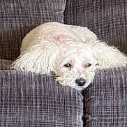 Lily is registered to the contest to win money with this photo: dog, white_dog, couch, furniture, pet, relaxed, indoor, fluffy, lying_down, resting, canine, home, cozy, sleepy, fur, animal, domestic_animal, living_room, texture, close_up