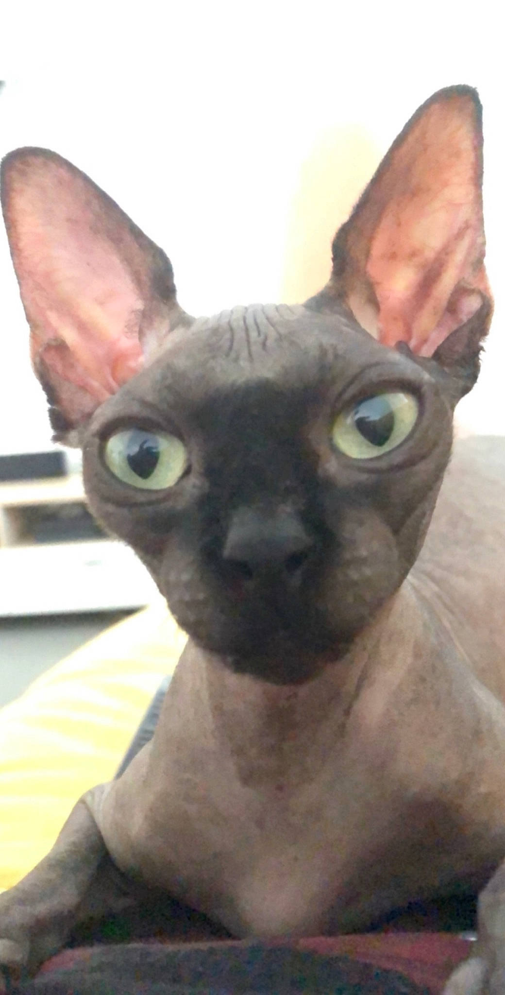 Isis a rejoint le concours — aidez-le/la à gagner de superbes lots ! carnivore, cat, cornish_rex, devon_rex, donskoy, felidae, german_rex, mammal, peterbald, rex_cat, small_to_medium_sized_cats, snout, sphynx, ukrainian_levkoy, vertebrate, whiskers