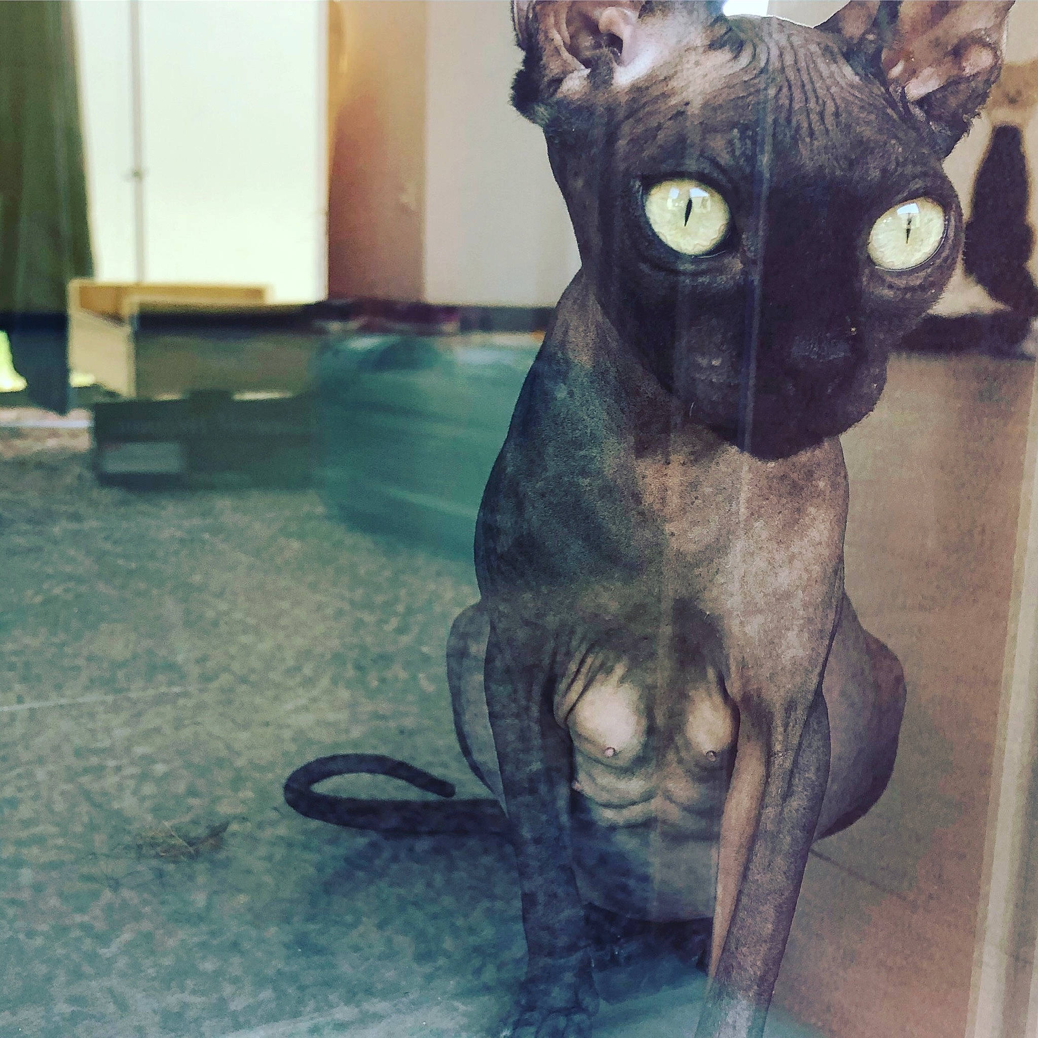 Isis a rejoint le concours — aidez-le/la à gagner de superbes lots ! canidae, carnivore, cat, cornish_rex, devon_rex, dog_breed, felidae, mammal, rex_cat, small_to_medium_sized_cats, snout, sphynx, tail, vertebrate, whiskers