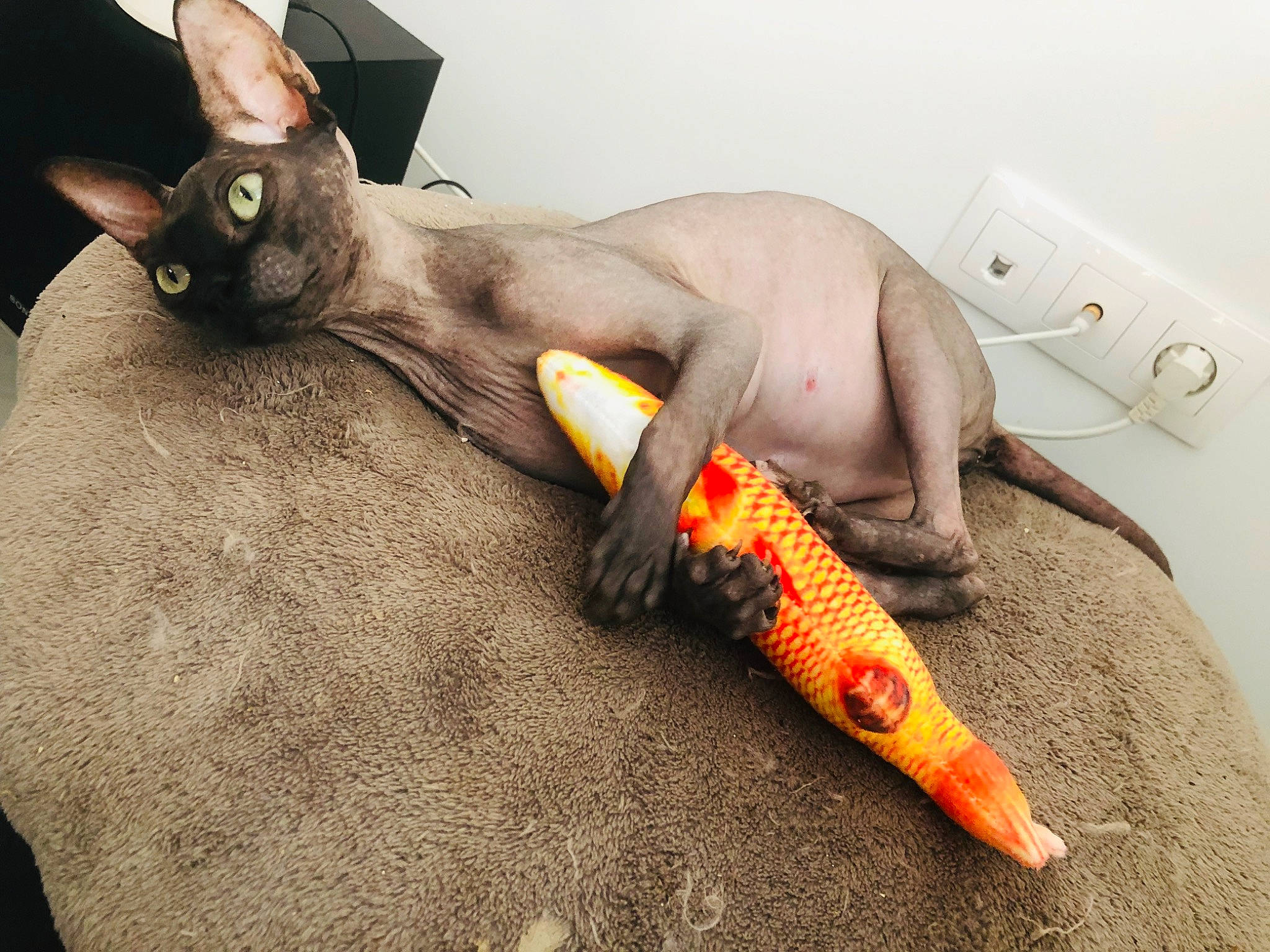 Isis participe au concours pour gagner de l'argent avec cette photo : carnivore, cat, claw, cornish_rex, donskoy, felidae, peterbald, small_to_medium_sized_cats, sphynx, tail, whiskers