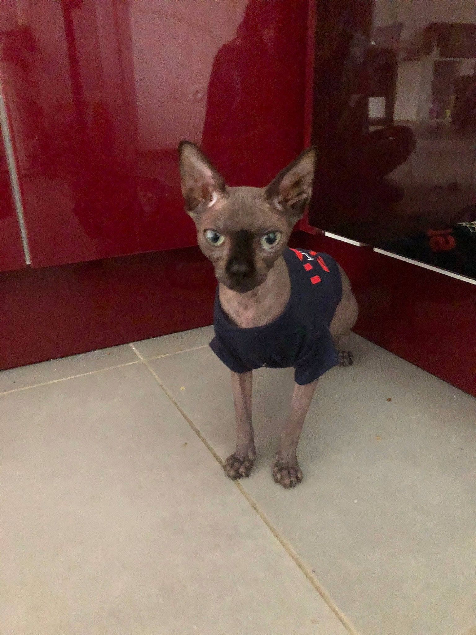 Isis participe au concours pour gagner de l'argent avec cette photo : american_hairless_terrier, canidae, carnivore, chihuahua, dog, dog_breed, english_toy_terrier, fawn, floor, mammal, mexican_hairless_dog, miniature_pinscher, peruvian_hairless_dog, prazsky_krysarik, snout, toy_dog, vertebrate