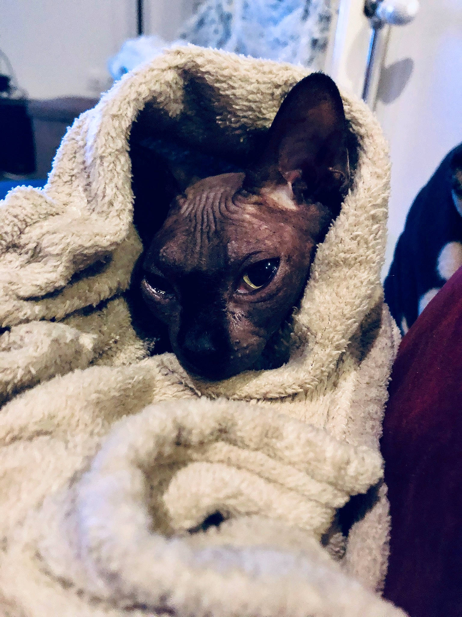 Isis a rejoint le concours — aidez-le/la à gagner de superbes lots ! asian, burmese, carnivore, cat, cornish_rex, devon_rex, eye, fawn, felidae, fur, german_rex, kitten, mammal, rex_cat, small_to_medium_sized_cats, snout, thai, tonkinese, whiskers