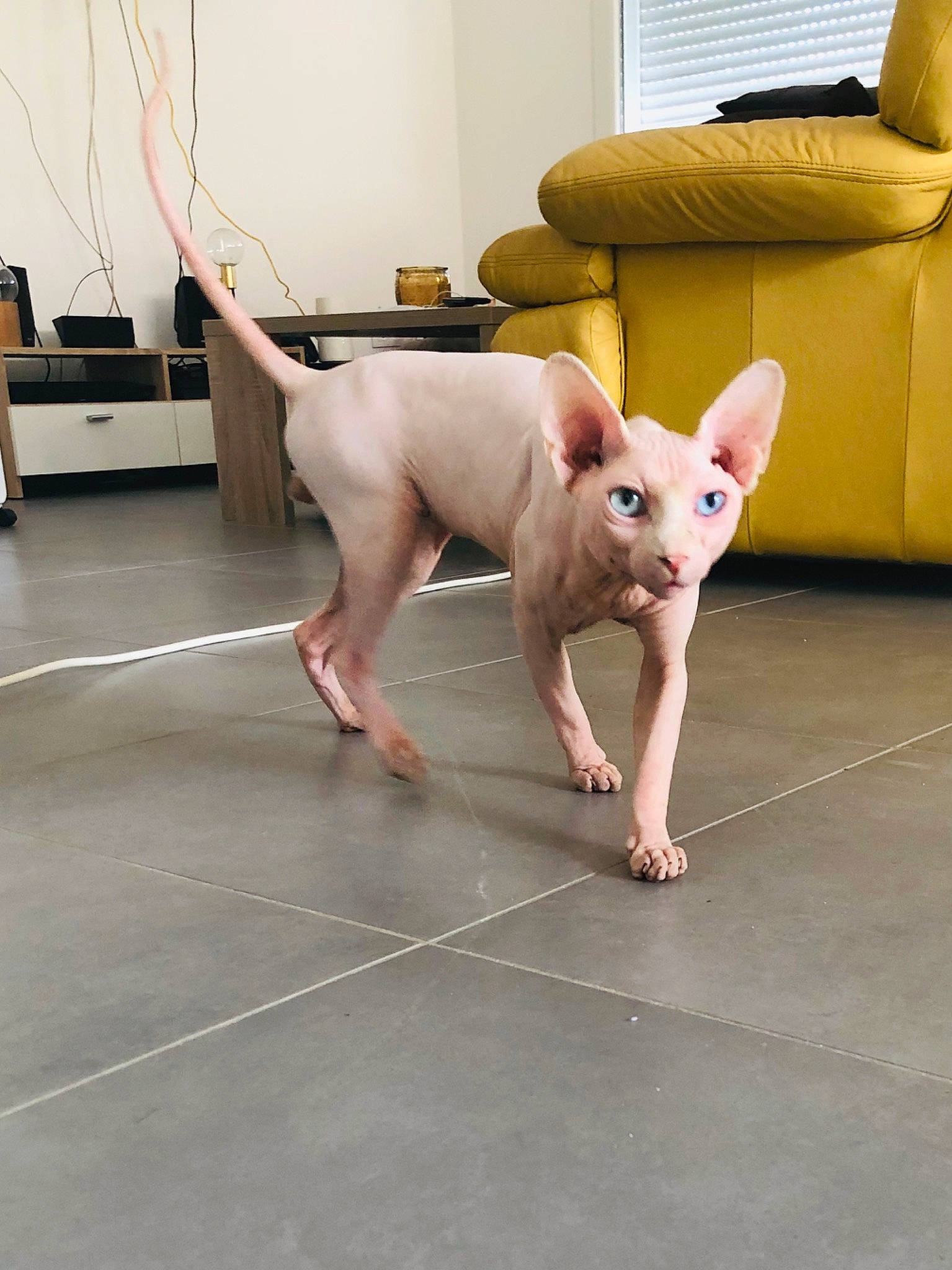 Azzure Luce Tokay participe au concours pour gagner de l'argent avec cette photo : american_hairless_terrier, bull_terrier, bull_terrier_miniature, canidae, carnivore, cat, dog, dog_breed, fawn, floor, flooring, gull_terr, ibizan_hound, mammal, non_sporting_group, peterbald, snout, tail, thai_ridgeback, vertebrate