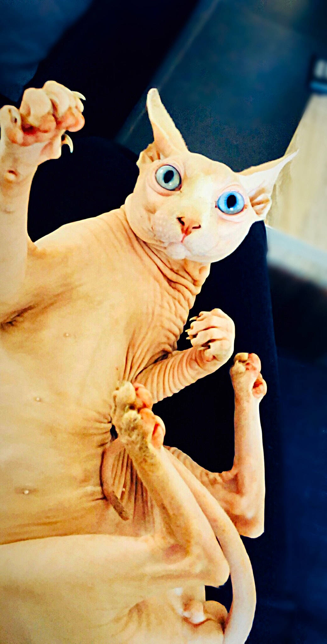 Azzure Luce Tokay a rejoint le concours — aidez-le/la à gagner de superbes lots ! carnivore, cat, cornish_rex, devon_rex, donskoy, ear, felidae, gesture, hand, kitten, peterbald, small_to_medium_sized_cats, sphynx, ukrainian_levkoy, whiskers