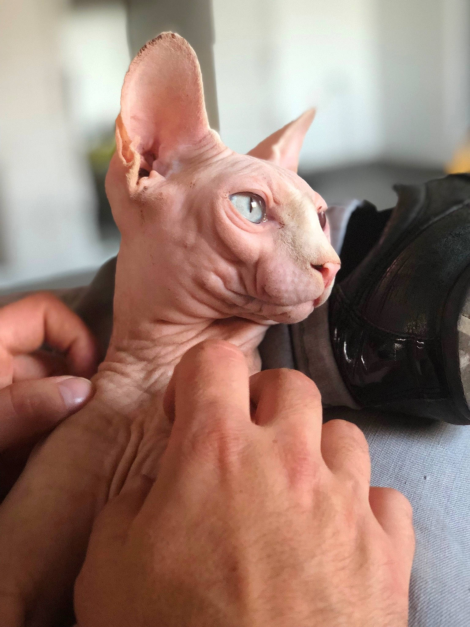 Azzure Luce Tokay participe au concours pour gagner de l'argent avec cette photo : carnivore, cat, cornish_rex, devon_rex, donskoy, ear, fawn, felidae, hand, kitten, mammal, peterbald, rex_cat, small_to_medium_sized_cats, snout, sphynx, ukrainian_levkoy, whiskers
