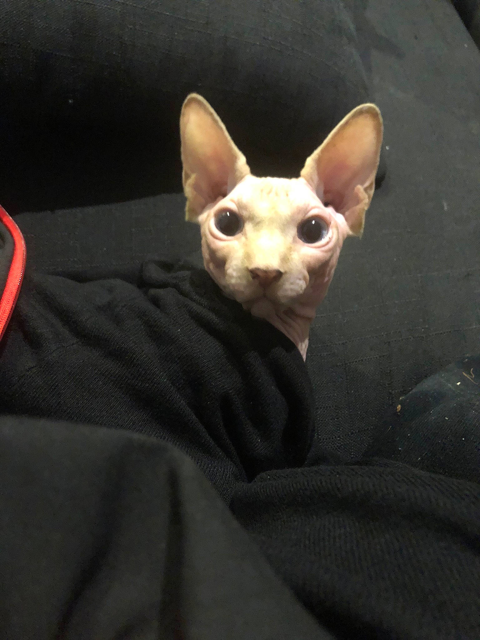 Karl participe au concours pour gagner de l'argent avec cette photo : carnivore, cat, cornish_rex, devon_rex, donskoy, ear, fawn, felidae, mammal, oriental_longhair, oriental_shorthair, peterbald, rex_cat, small_to_medium_sized_cats, snout, sphynx, ukrainian_levkoy, vertebrate, whiskers