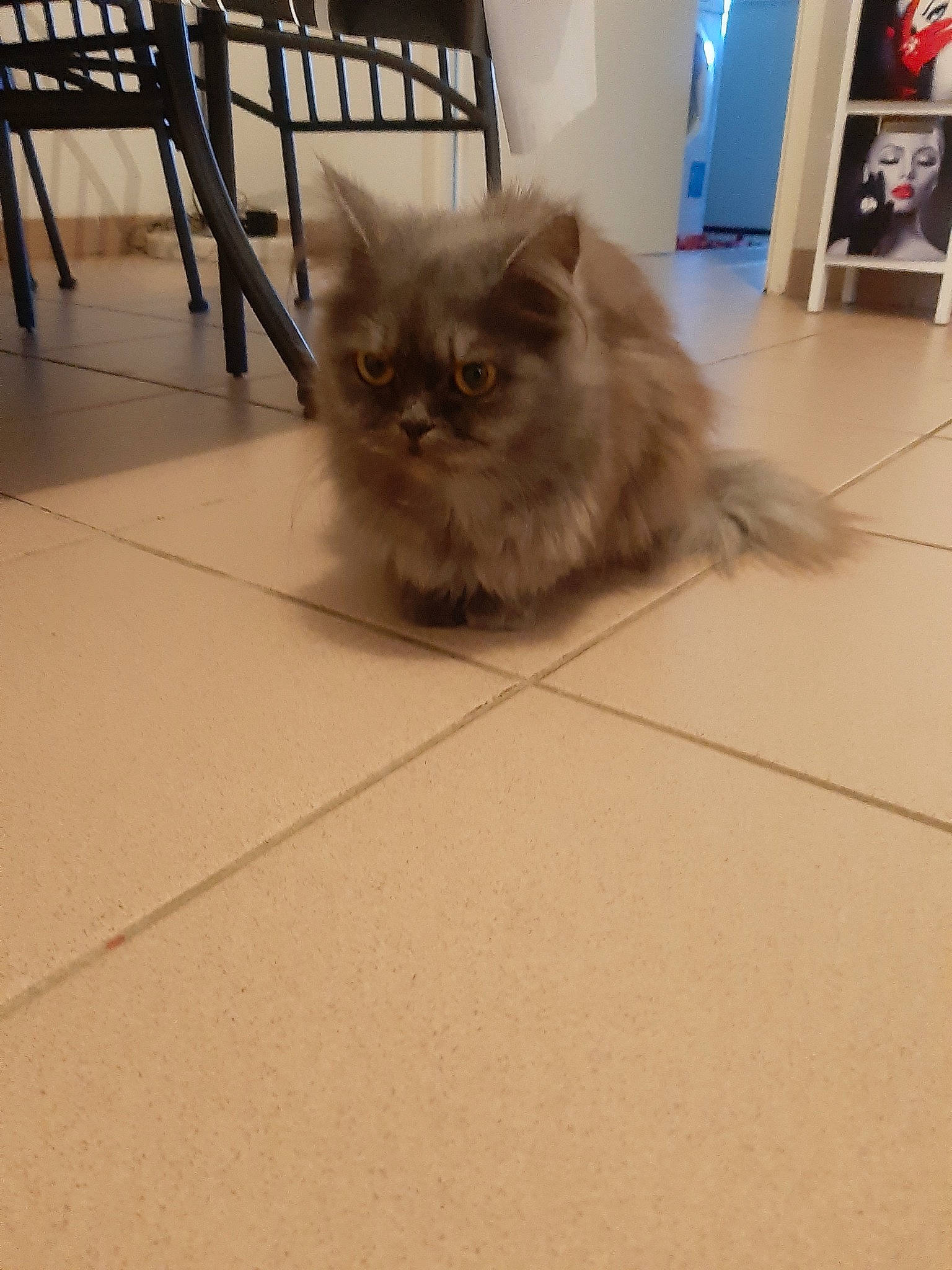 Eclaire a rejoint le concours — aidez-le/la à gagner de superbes lots ! british_semi_longhair, carnivoran, cat, cat_like_mammal, domestic_long_haired_cat, fur, himalayan, kitten, mammal, napoleon_cat, persian, person, small_to_medium_sized_cats, snout, vertebrate, whiskers