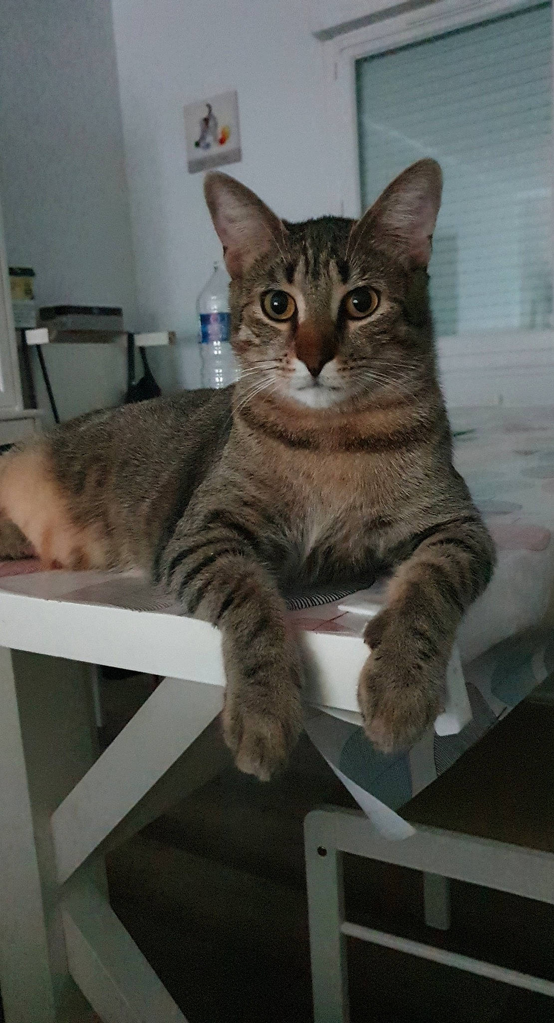 Simba a rejoint le concours — aidez-le/la à gagner de superbes lots ! carnivore, cat, cat_supply, claw, comfort, domestic_short_haired_cat, felidae, fur, paw, sitting, small_to_medium_sized_cats, snout, tail, terrestrial_animal, whiskers