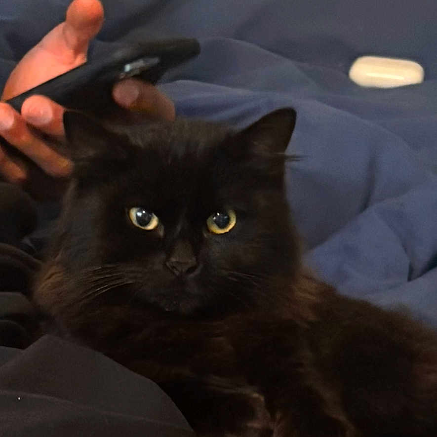 Alpha participe au concours pour gagner de l'argent avec cette photo : abyssinian, animal, bed, blackcat, blanket, bodypart, cat, couch, cushion, electronics, finger, furniture, hand, homedecor, kitten, manx, person, pet, phone, wrist