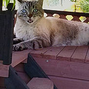 Bell participe au concours pour gagner de l'argent avec cette photo : animal, blue_eyes, cat, closeup, cute, daylight, fence, fluffy, fur, mammal, nature, outdoor, pet, plant, relaxed, resting, striped, tongue_out, whiskers, wooden_bench