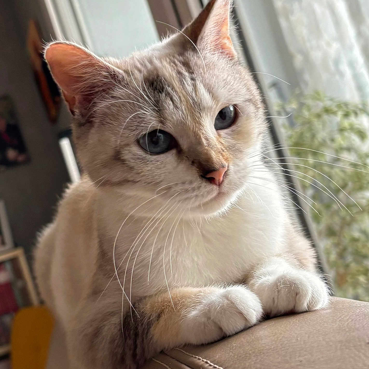 Miss Moustache participe au concours pour gagner de l'argent avec cette photo : cat, blue_eyes, whiskers, fur, window, couch, leather, indoor, pet, animal, relaxing, close_up, portrait, curious, paws, home, natural_light, feline, cute, soft