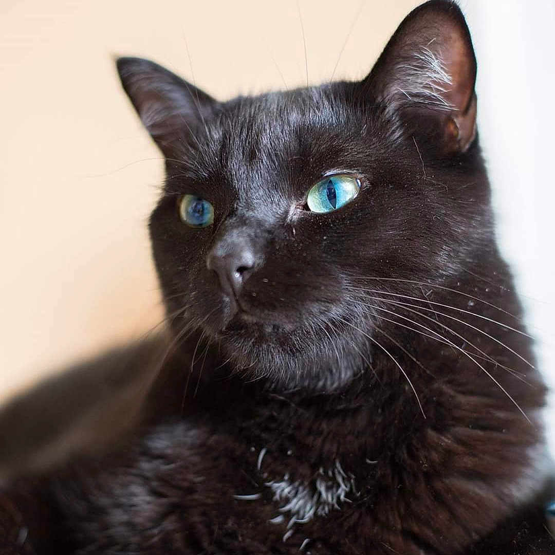 Bagheera