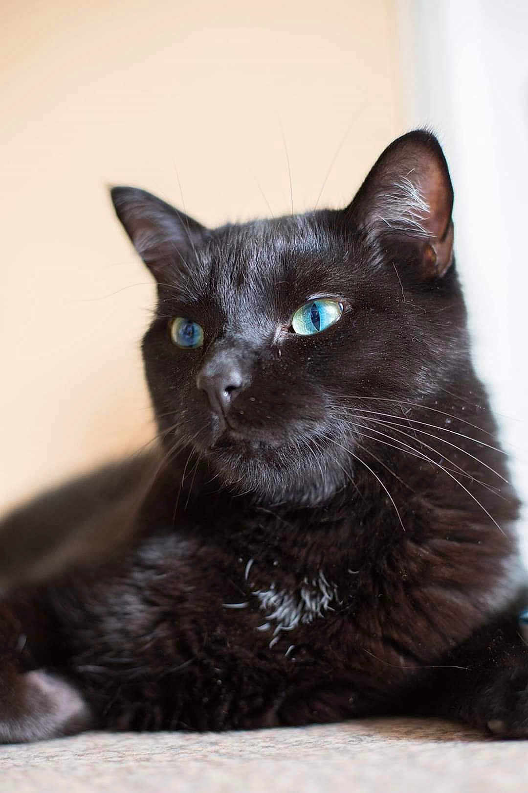 Bagheera