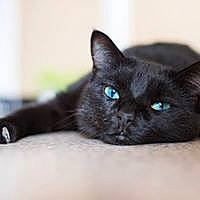 Bagheera a rejoint le concours — aidez-le/la à gagner de superbes lots ! black_cat, carnivore, cat, comfort, domestic_short_haired_cat, electric_blue, eye, felidae, fur, small_to_medium_sized_cats, snout, terrestrial_animal, whiskers