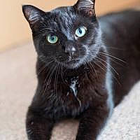 Bagheera a rejoint le concours — aidez-le/la à gagner de superbes lots ! black_cat, bombay, carnivore, cat, claw, domestic_short_haired_cat, eye, felidae, fur, paw, small_to_medium_sized_cats, snout, tail, terrestrial_animal, whiskers