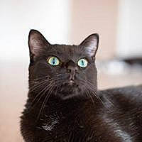 Bagheera participe au concours pour gagner de l'argent avec cette photo : black_cat, bombay, carnivore, cat, domestic_short_haired_cat, felidae, fur, small_to_medium_sized_cats, snout, terrestrial_animal, whiskers