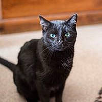 Bagheera a rejoint le concours — aidez-le/la à gagner de superbes lots ! black_cat, bombay, carnivore, cat, claw, domestic_short_haired_cat, felidae, fur, grey, small_to_medium_sized_cats, snout, tail, terrestrial_animal, whiskers, window