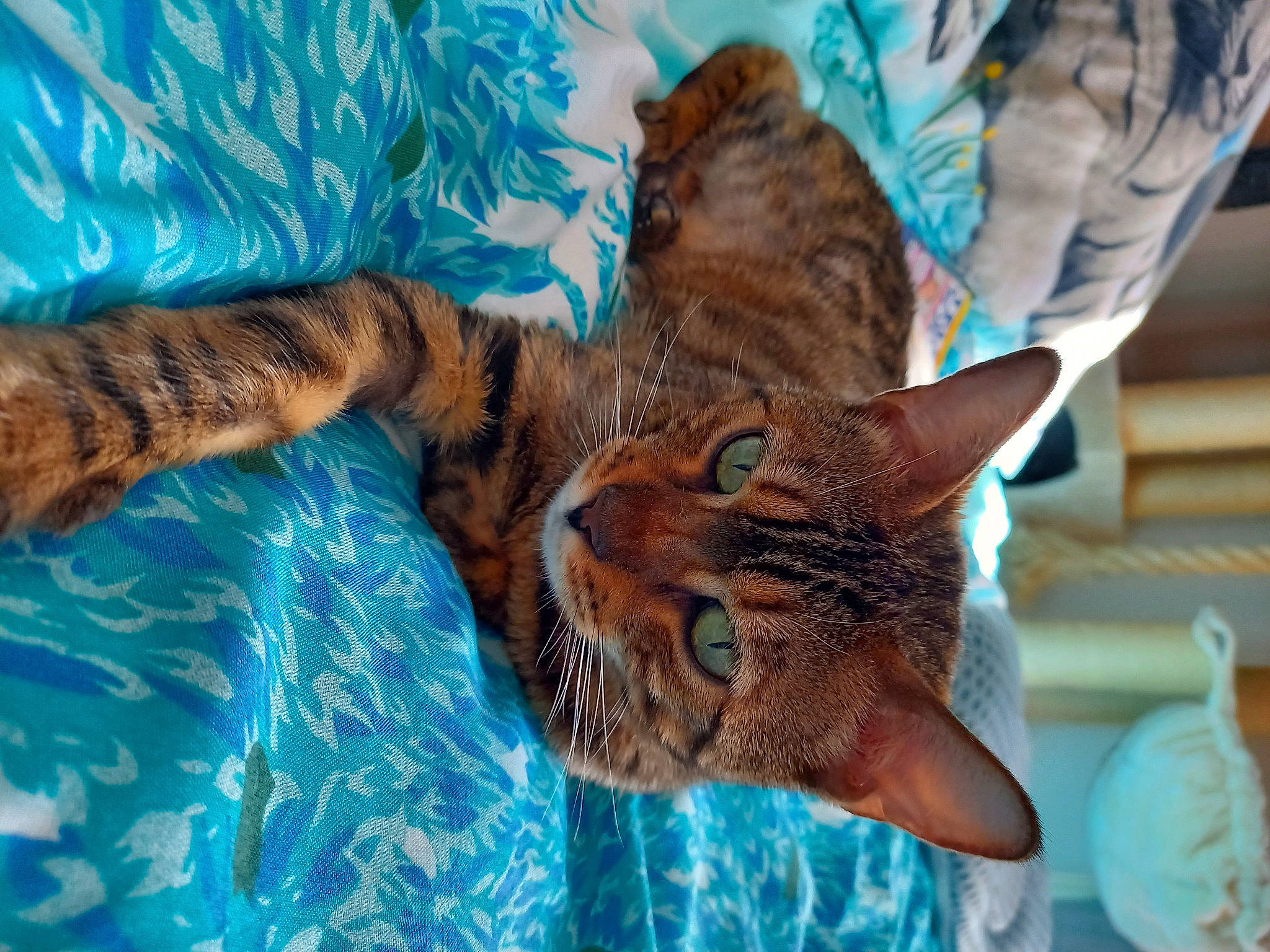 Kiya participe au concours pour gagner de l'argent avec cette photo : carnivore, cat, claw, domestic_short_haired_cat, electric_blue, fawn, felidae, fur, grass, linens, pattern, small_to_medium_sized_cats, snout, tail, terrestrial_animal, tree, water, whiskers, wildlife