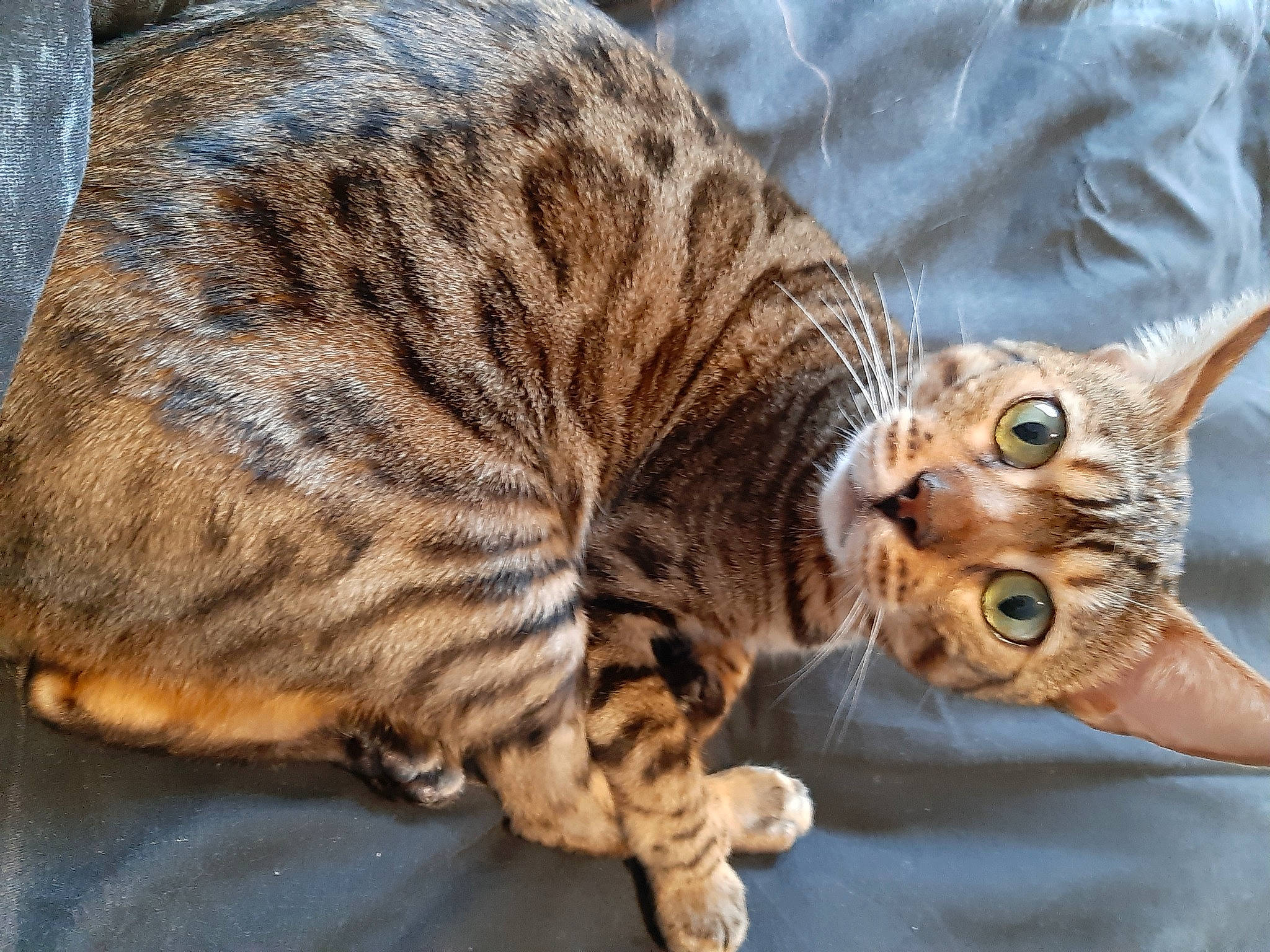 Kiya participe au concours pour gagner de l'argent avec cette photo : carnivore, cat, claw, close_up, comfort, domestic_short_haired_cat, fawn, felidae, fur, paw, small_to_medium_sized_cats, snout, tail, terrestrial_animal, tree, whiskers, wildlife, wood