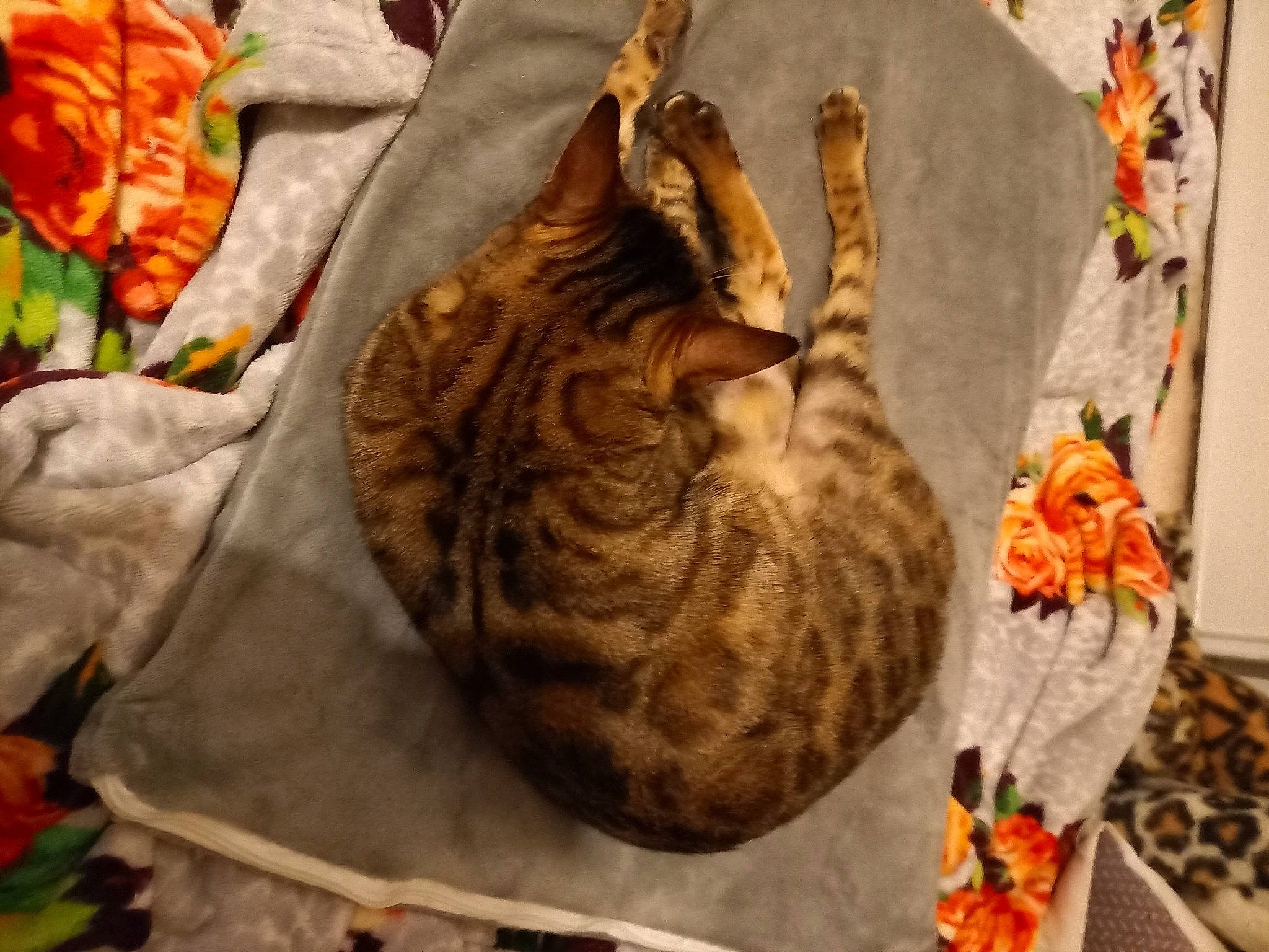 Kiya participe au concours pour gagner de l'argent avec cette photo : carnivore, cat, cat_supply, comfort, domestic_short_haired_cat, door, felidae, fur, linens, orange, pattern, plant, room, small_to_medium_sized_cats, tail, terrestrial_animal, tree, whiskers, wildlife, wood