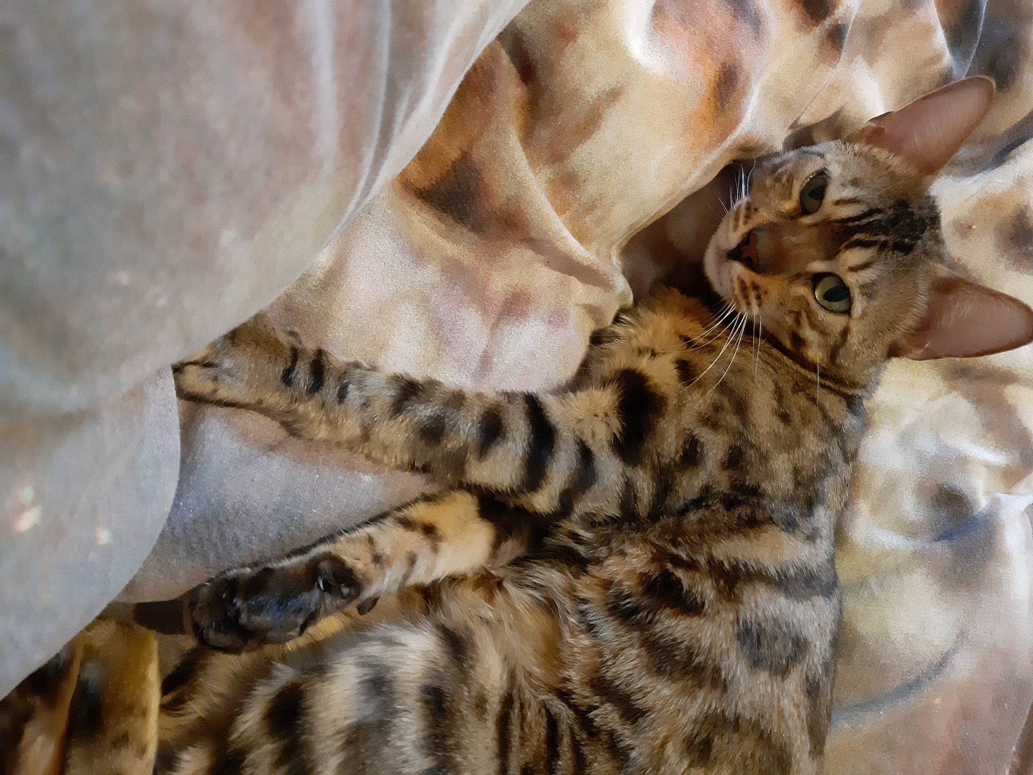 Kiya a rejoint le concours — aidez-le/la à gagner de superbes lots ! big_cats, carnivore, cat, claw, comfort, fawn, felidae, fur, linens, pattern, small_to_medium_sized_cats, terrestrial_animal, whiskers, wildlife