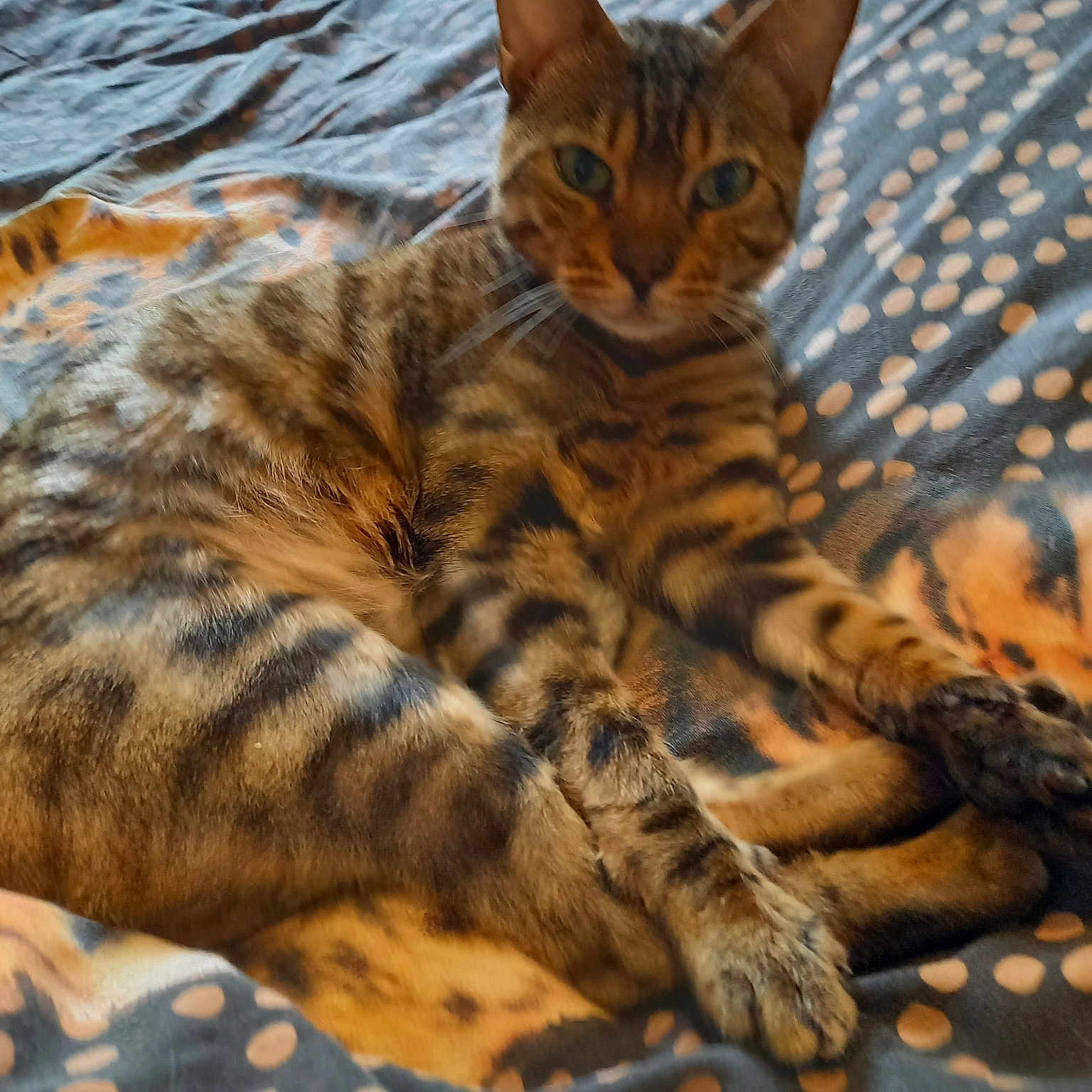 Kiya