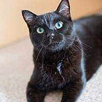 Bagheera