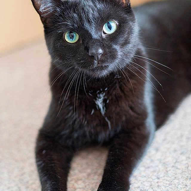 Bagheera