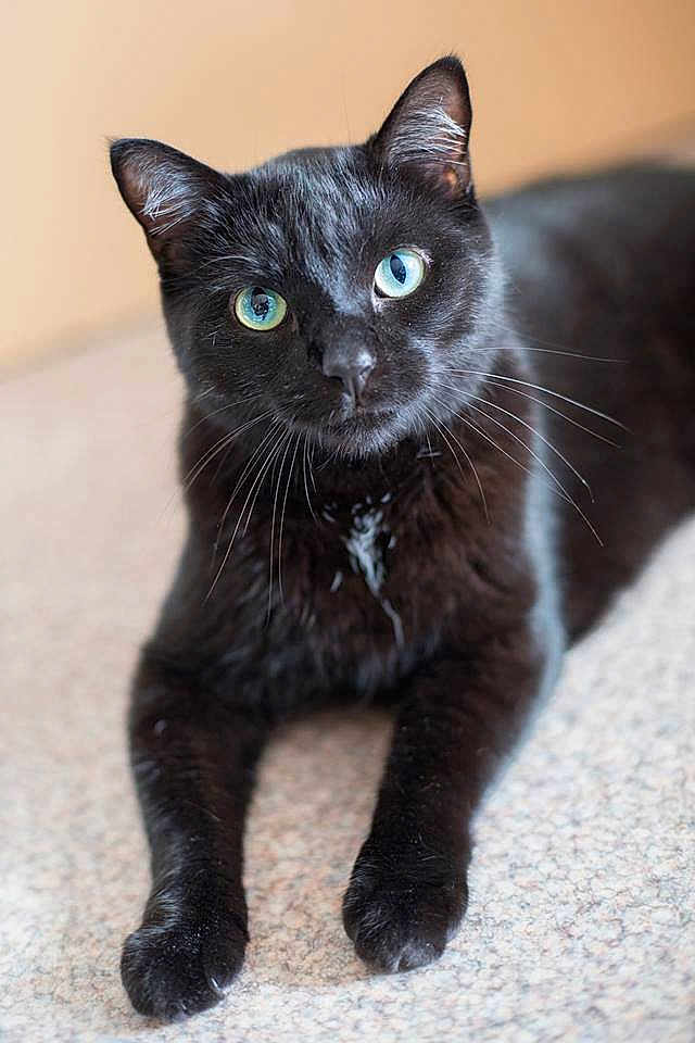 Bagheera