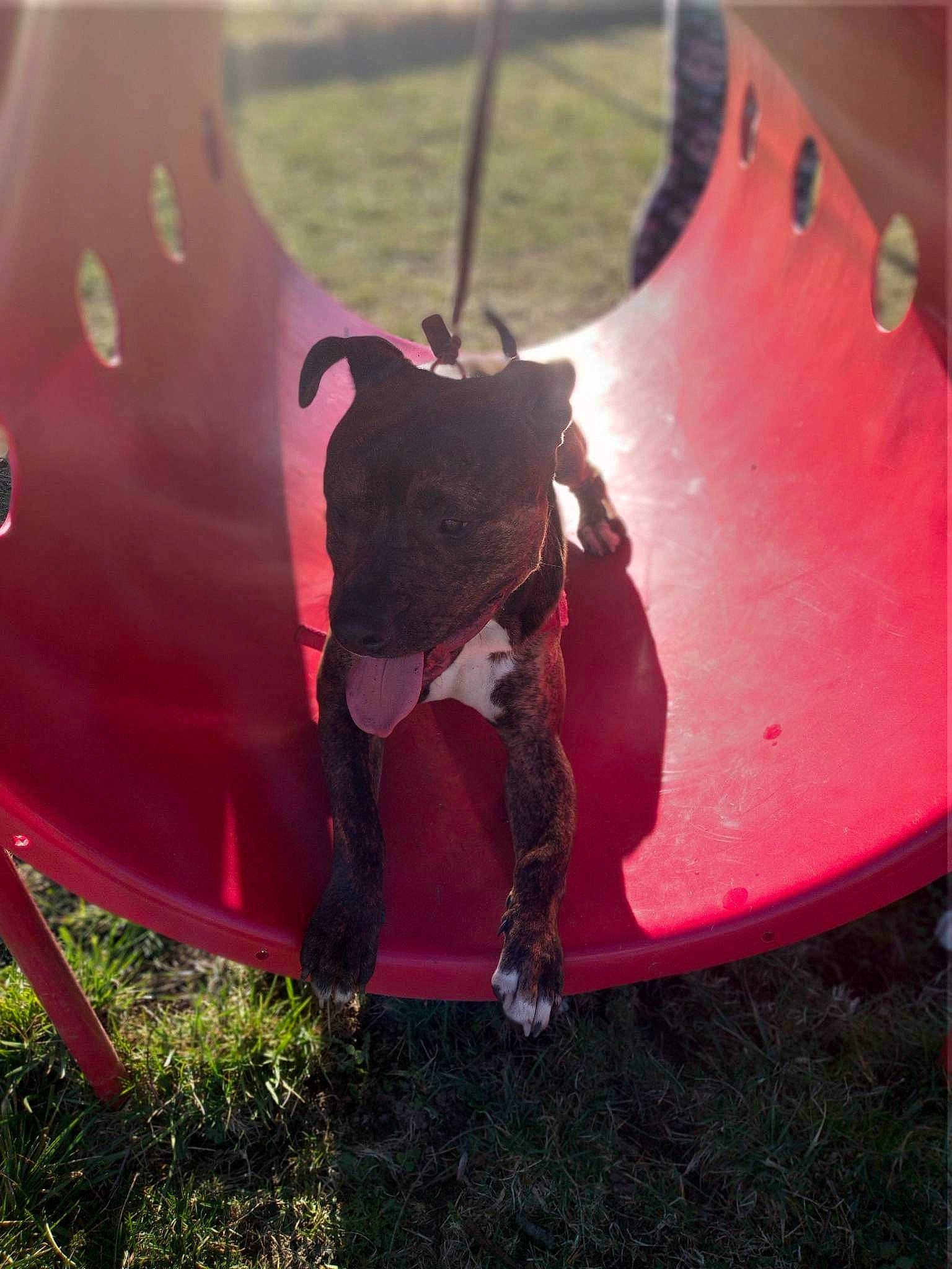 Scrappy-doo joined the competition — help win amazing prizes! aircraft, airplane, auto_part, automotive_exterior, automotive_tire, aviation, boot, carmine, dog, fashion_accessory, grass, human_leg, magenta, monoplane, personal_protective_equipment, plant, propeller, propeller_driven_aircraft, wing