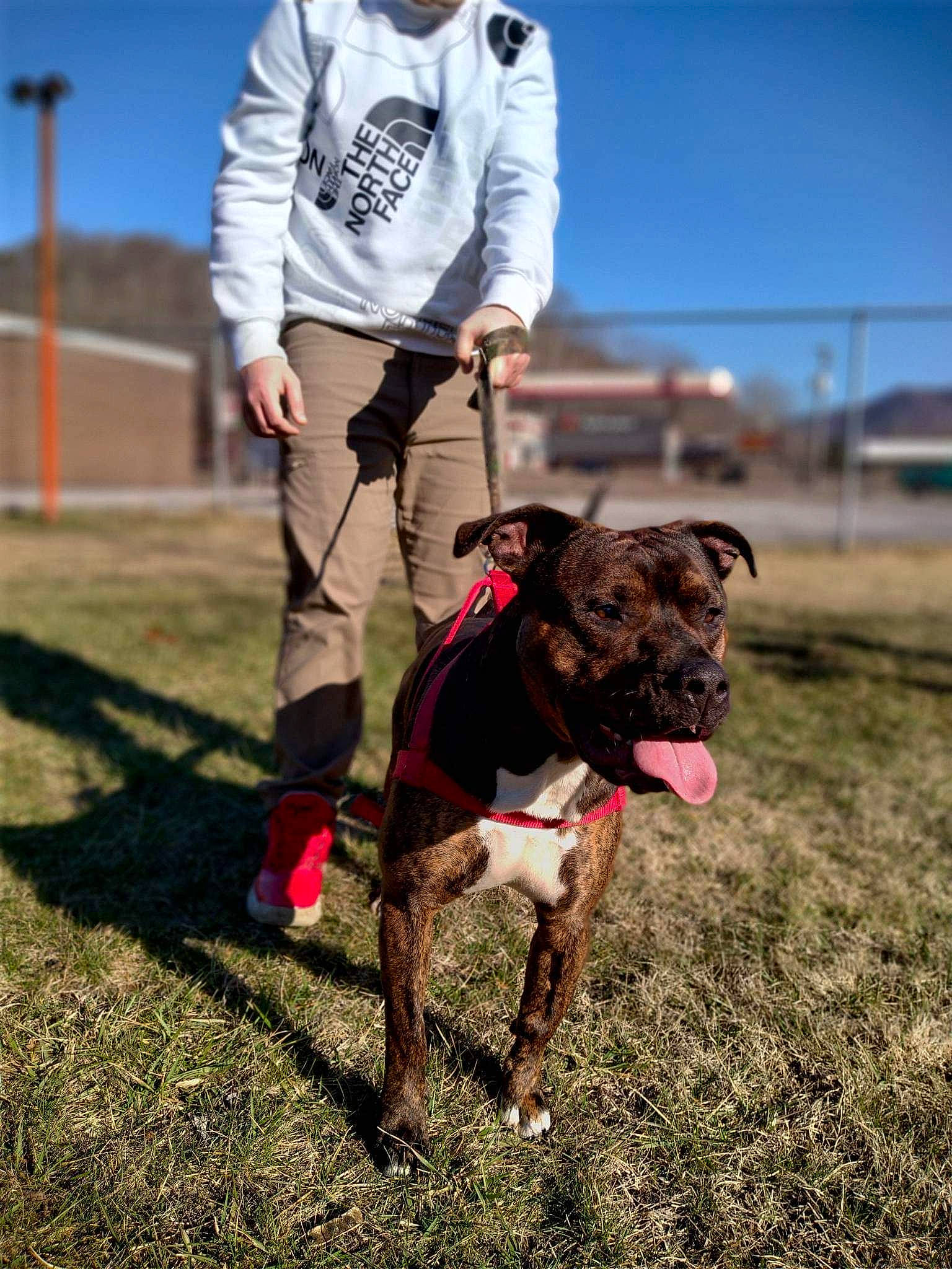 Scrappy-doo joined the competition — help win amazing prizes! animal_sports, carnivore, collar, companion_dog, dog, dog_breed, dog_collar, fashion_accessory, fawn, grass, leash, mammal, pet_supply, rampur_greyhound, recreation, sky, sporting_group, sports, vertebrate, working_animal