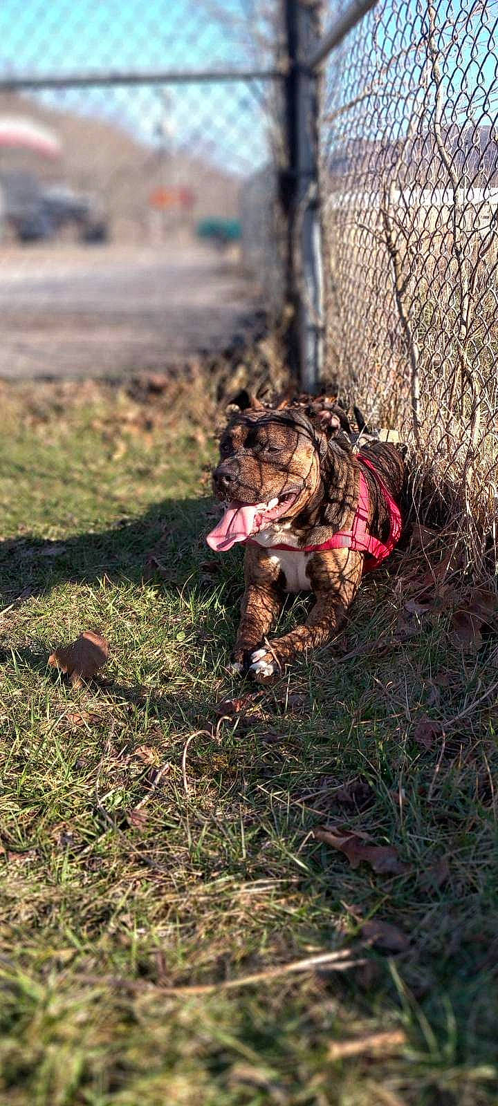 Scrappy-doo joined the competition — help win amazing prizes! canidae, carnivore, companion_dog, dog, dog_breed, dog_supply, fang, fawn, felidae, grass, leash, liver, snout, soil, spaniel, sporting_group, tail, terrestrial_animal, terrier, wood