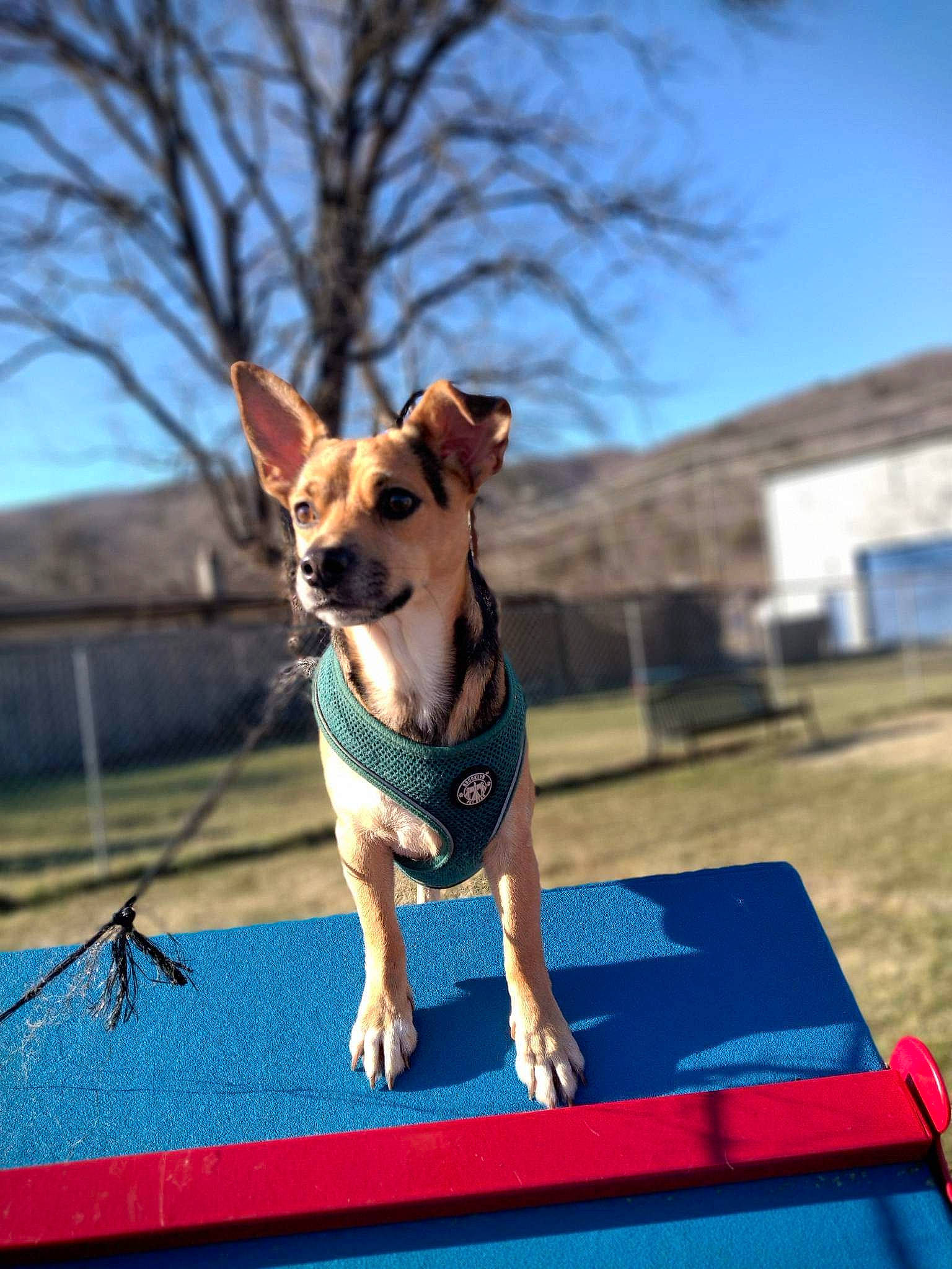 Hoagie is registered to the contest to win money with this photo: canidae, carnivore, collar, companion_dog, dog, dog_breed, dog_clothes, dog_collar, dog_sports, dog_supply, electric_blue, fashion_accessory, fawn, leash, pet_supply, plant, sky, sporting_group, tail, tree