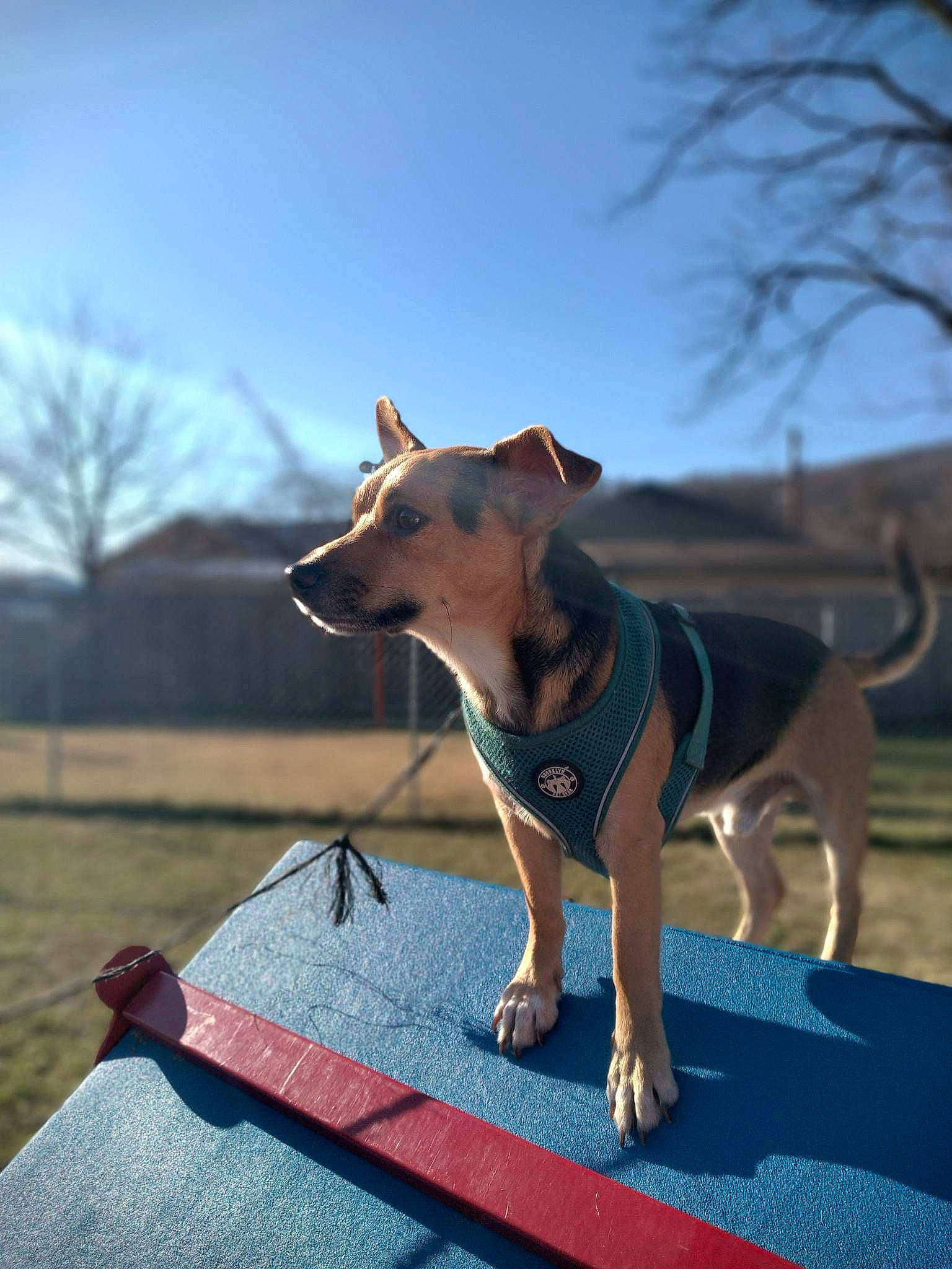 Hoagie is registered to the contest to win money with this photo: canidae, carnivore, chair, collar, companion_dog, dog, dog_breed, dog_collar, dog_supply, electric_blue, fashion_accessory, fawn, grass, pet_supply, recreation, sky, snout, sporting_group, tree, working_animal