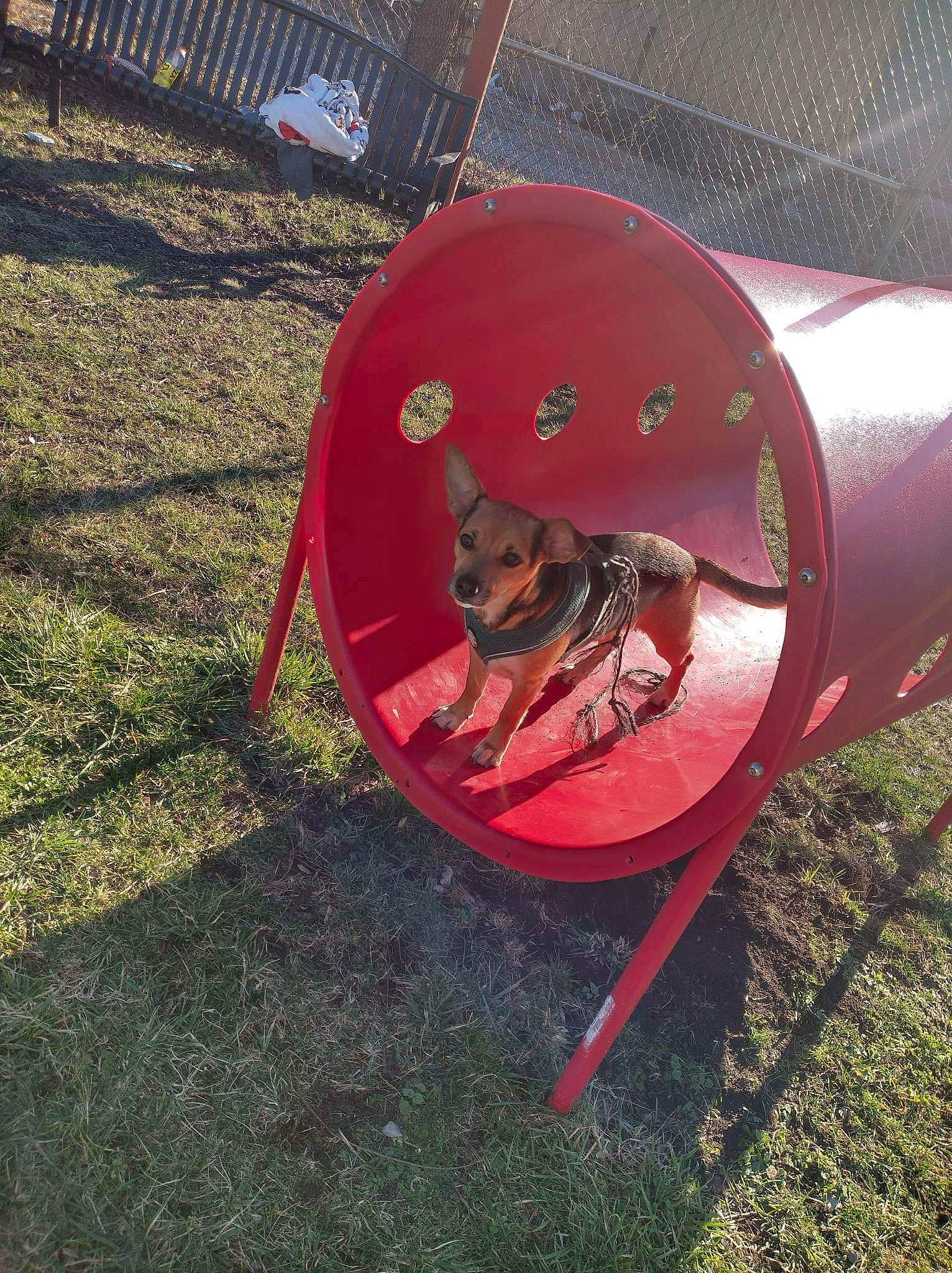 Hoagie joined the competition — help win amazing prizes! canidae, carmine, carnivore, companion_dog, dog, dog_agility, dog_breed, dog_sports, dog_supply, fashion_accessory, fender, grass, leisure, outdoor_furniture, personal_protective_equipment, pet_supply, plant, recreation, sporting_group, tints_and_shades